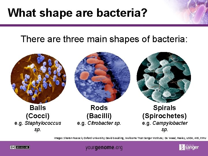 What shape are bacteria? There are three main shapes of bacteria: Balls (Cocci) Rods