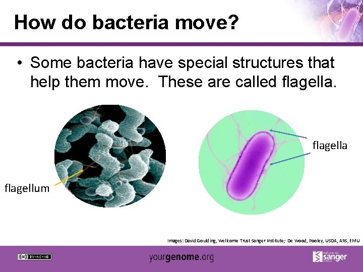 How do bacteria move? • Some bacteria have special structures that help them move.