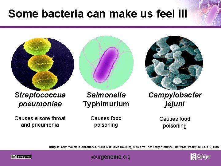 Some bacteria can make us feel ill Streptococcus pneumoniae Salmonella Typhimurium Campylobacter jejuni Causes