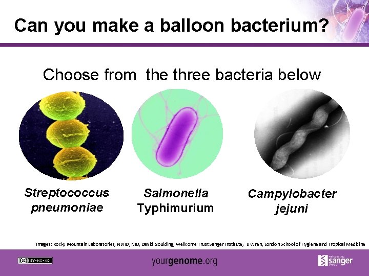 Can you make a balloon bacterium? Choose from the three bacteria below Streptococcus pneumoniae