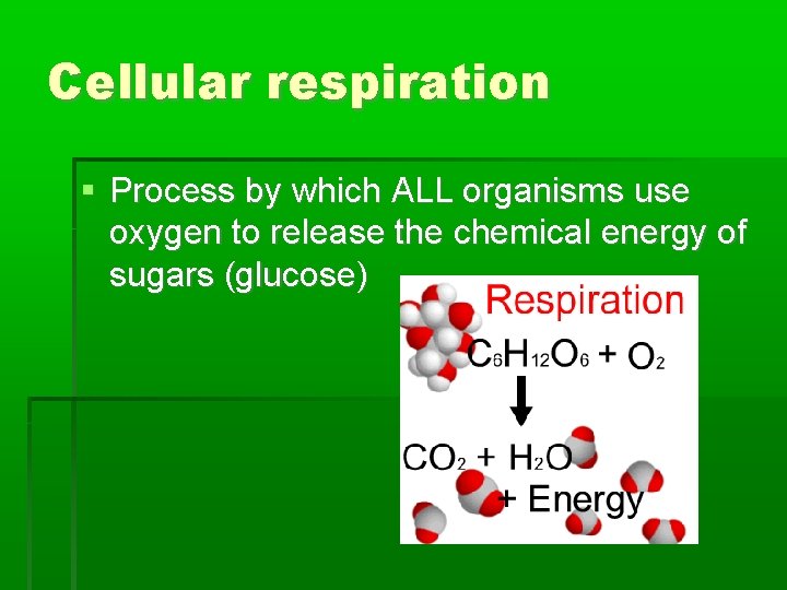 Cellular respiration Process by which ALL organisms use oxygen to release the chemical energy