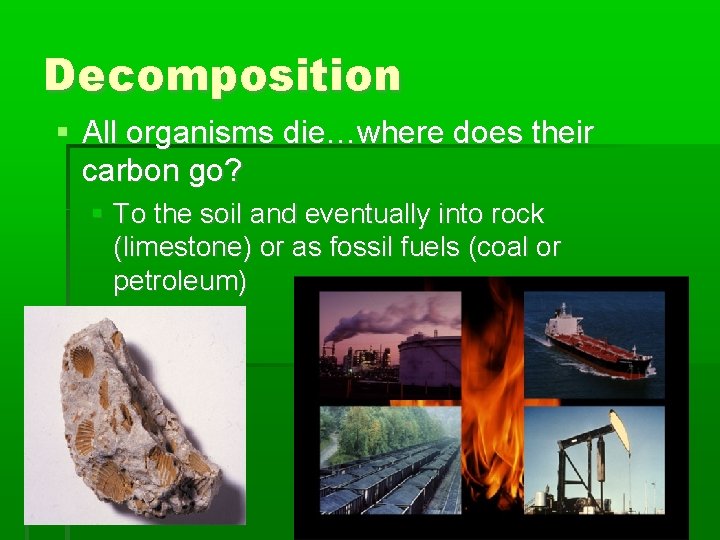 Decomposition All organisms die…where does their carbon go? To the soil and eventually into
