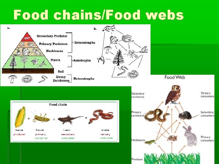 Food chains/Food webs 