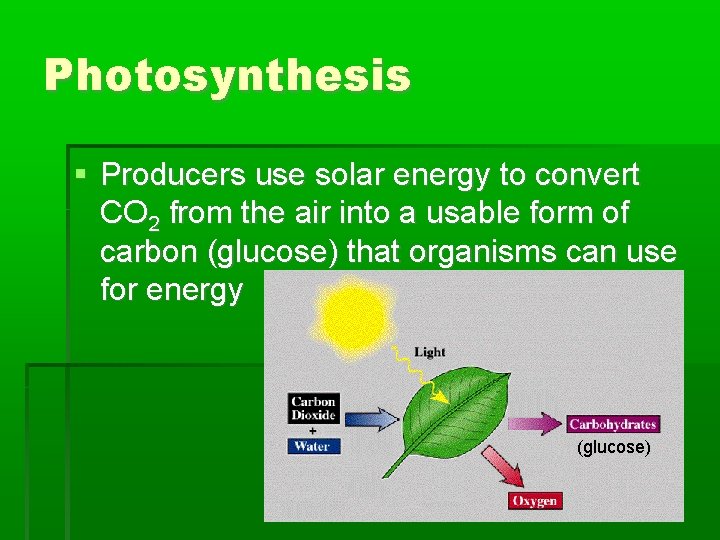 Photosynthesis Producers use solar energy to convert CO 2 from the air into a