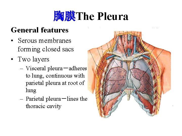 胸膜The Pleura General features • Serous membranes forming closed sacs • Two layers –