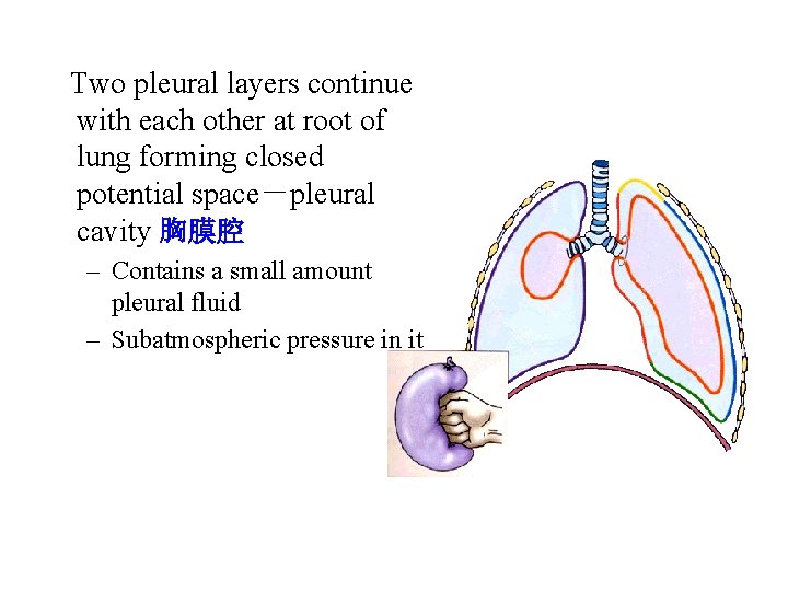 Two pleural layers continue with each other at root of lung forming closed potential