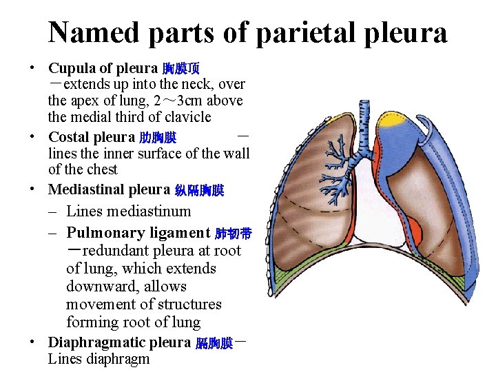 Named parts of parietal pleura • Cupula of pleura 胸膜顶 －extends up into the