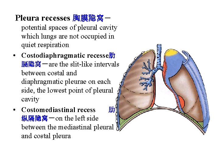 Pleura recesses 胸膜隐窝－ potential spaces of pleural cavity which lungs are not occupied in