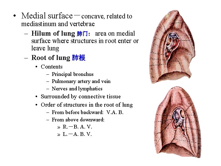  • Medial surface－concave, related to mediastinum and vertebrae – Hilum of lung 肺门：area