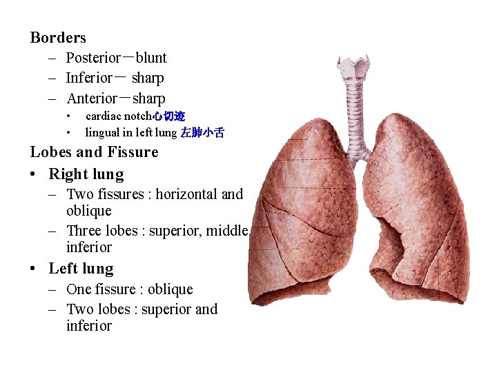 Borders – Posterior－blunt – Inferior－ sharp – Anterior－sharp • • cardiac notch心切迹 lingual in