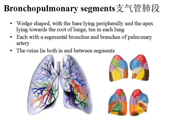 Bronchopulmonary segments支气管肺段 • Wedge shaped, with the base lying peripherally and the apex lying