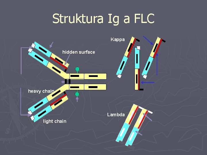 Struktura Ig a FLC Kappa hidden surface heavy chain Lambda light chain 