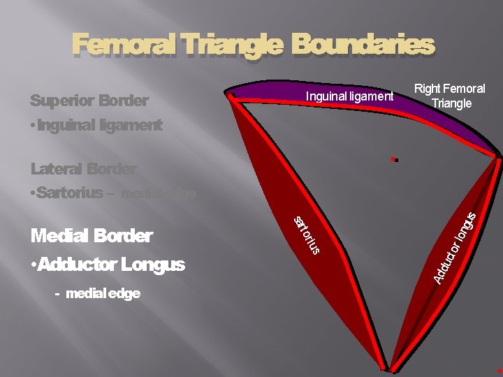 Femoral Triangle Boundaries Superior Border • Inguinal ligament Right Femoral Triangle Ad duc t