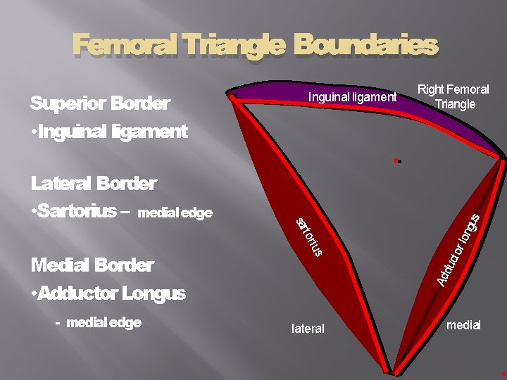 Femoral Triangle Boundaries Medial Border • Adductor Longus - medial edge lateral lon gus