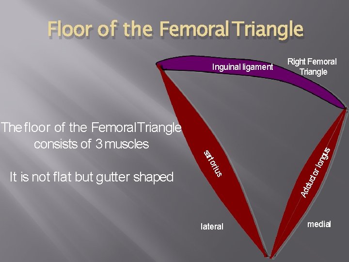 Floor of the Femoral Triangle ius t or sar It is not flat but