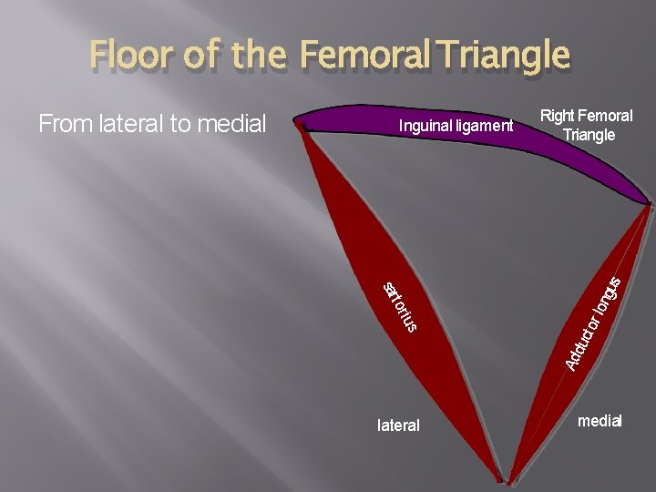 Floor of the Femoral Triangle ius t or sar lateral Right Femoral Triangle lon
