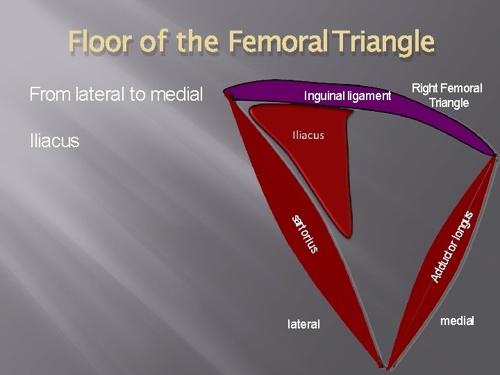 Floor of the Femoral Triangle From lateral to medial Inguinal ligament Right Femoral Triangle