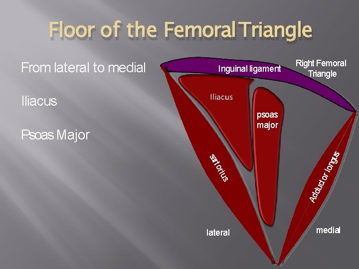 Floor of the Femoral Triangle From lateral to medial Inguinal ligament Right Femoral Triangle