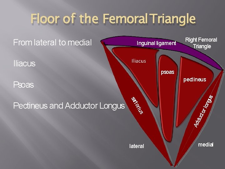 Floor of the Femoral Triangle From lateral to medial Inguinal ligament Right Femoral Triangle