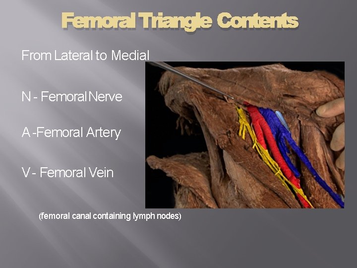Femoral Triangle Contents From Lateral to Medial N - Femoral Nerve A -Femoral Artery