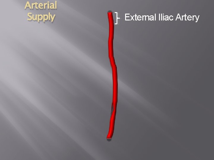 Arterial Supply External Iliac Artery 