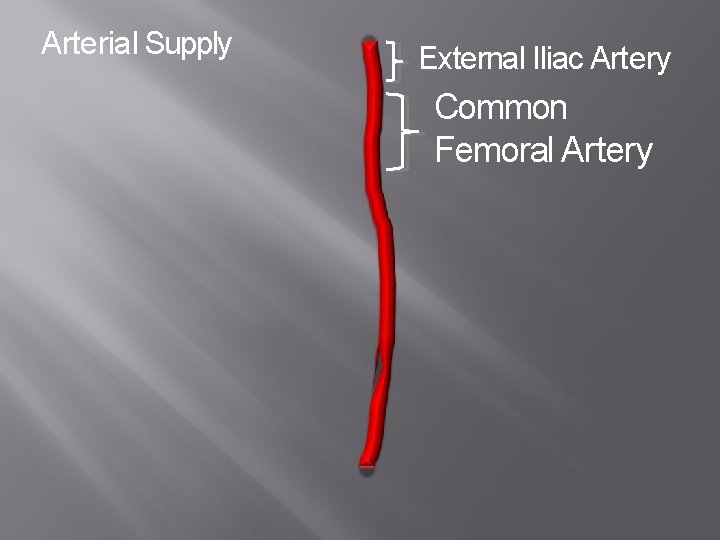 Arterial Supply External Iliac Artery Common Femoral Artery 