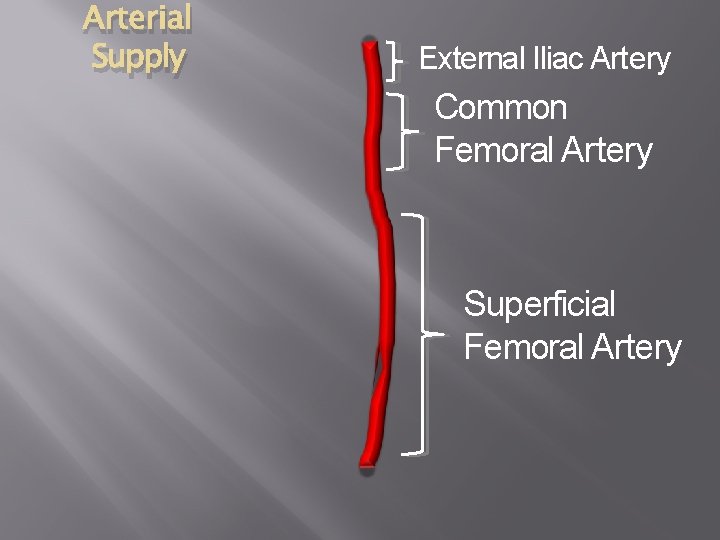 Arterial Supply External Iliac Artery Common Femoral Artery Superficial Femoral Artery 
