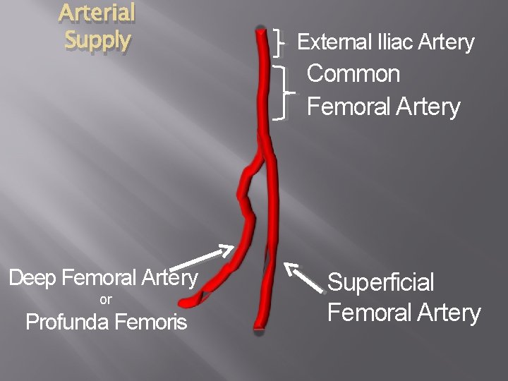 Arterial Supply Deep Femoral Artery or Profunda Femoris External Iliac Artery Common Femoral Artery