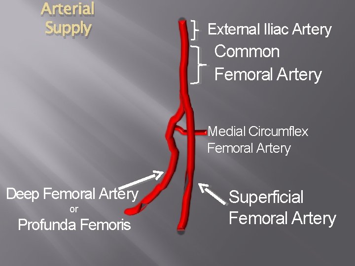 Arterial Supply External Iliac Artery Common Femoral Artery Medial Circumflex Femoral Artery Deep Femoral