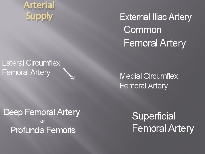 Arterial Supply Lateral Circumflex Femoral Artery Deep Femoral Artery or Profunda Femoris External Iliac