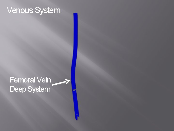 Venous System Femoral Vein Deep System 