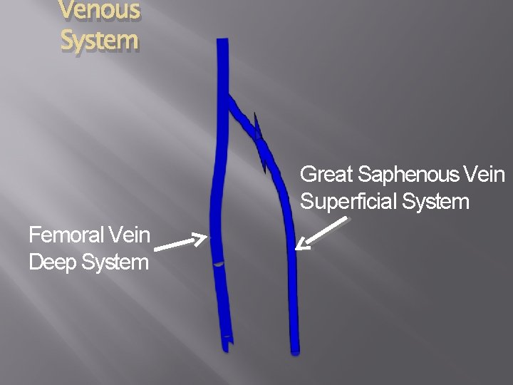 Venous System Great Saphenous Vein Superficial System Femoral Vein Deep System 