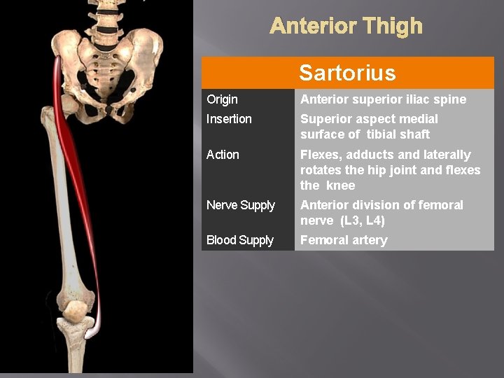 Anterior Thigh Sartorius Origin Anterior superior iliac spine Insertion Superior aspect medial surface of