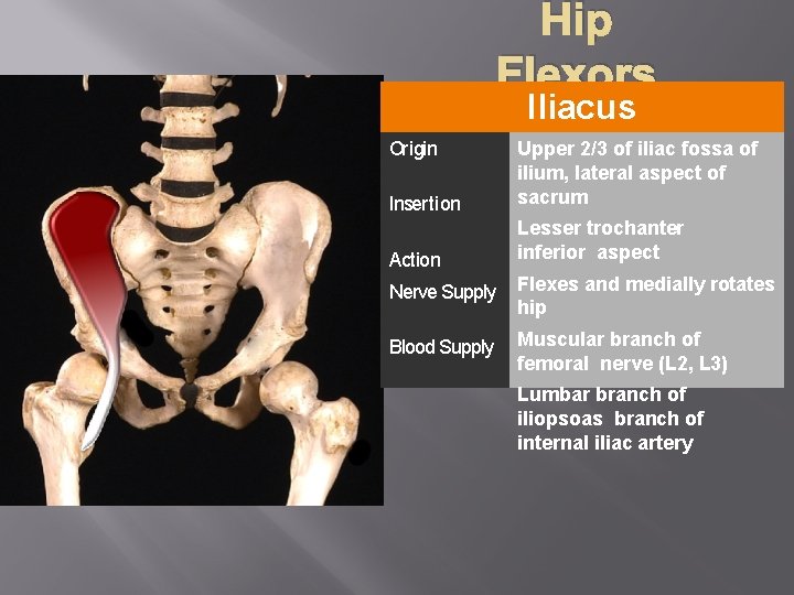 Hip Flexors Iliacus Insertion Upper 2/3 of iliac fossa of ilium, lateral aspect of
