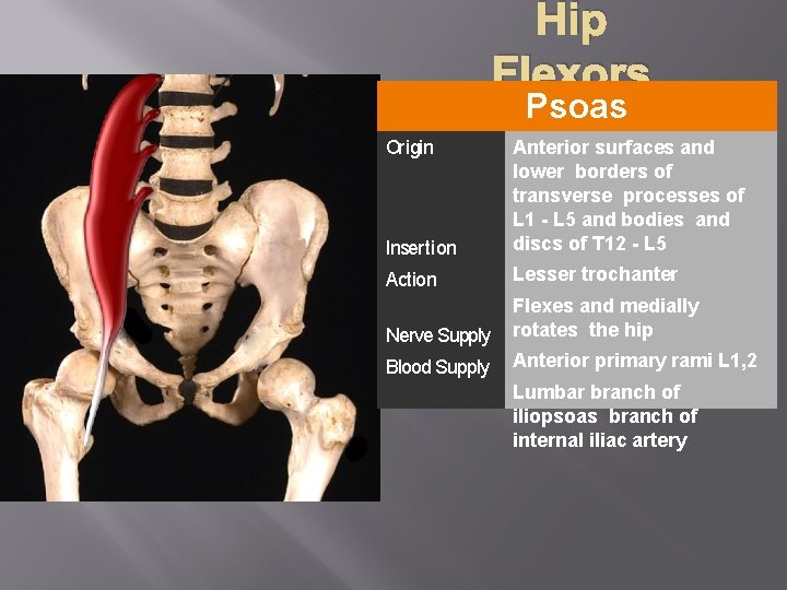 Hip Flexors Psoas Insertion Anterior surfaces and lower borders of transverse processes of L