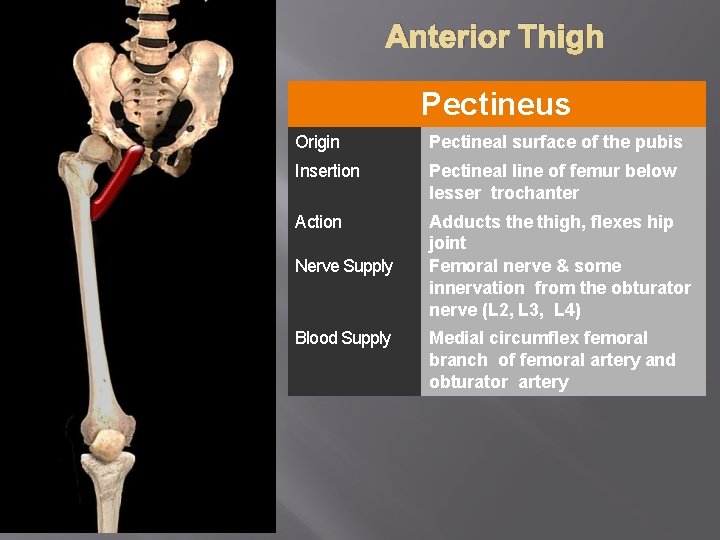 Anterior Thigh Pectineus Origin Pectineal surface of the pubis Insertion Pectineal line of femur
