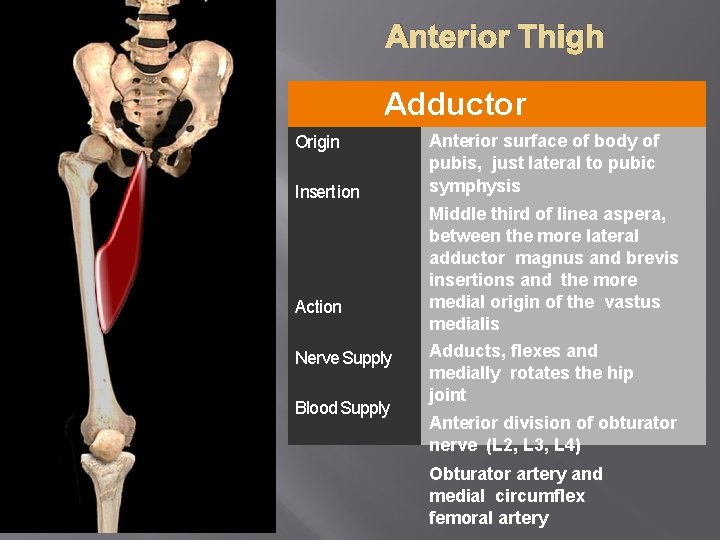 Anterior Thigh Origin Adductor Anterior surface of body of Longus Insertion Action Nerve Supply