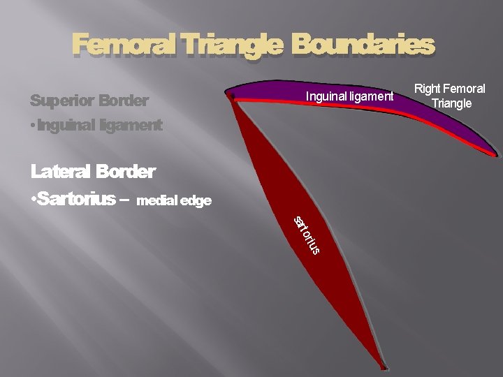 Femoral Triangle Boundaries Superior Border • Inguinal ligament Lateral Border • Sartorius – medial