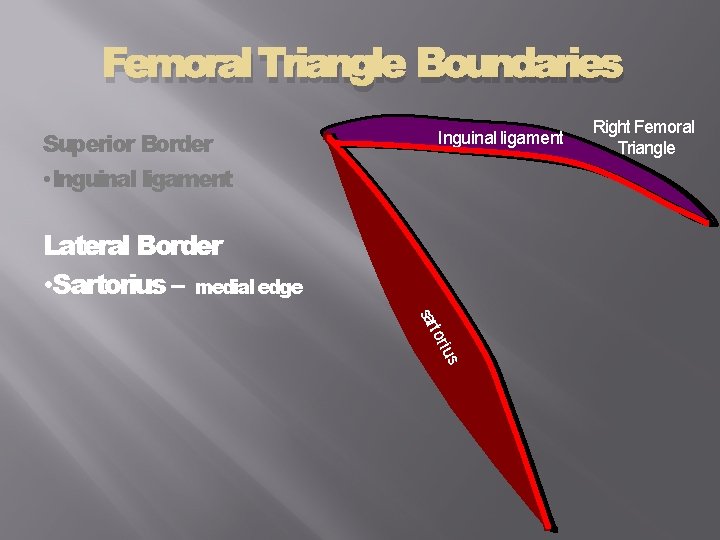 Femoral Triangle Boundaries Superior Border • Inguinal ligament Lateral Border • Sartorius – medial