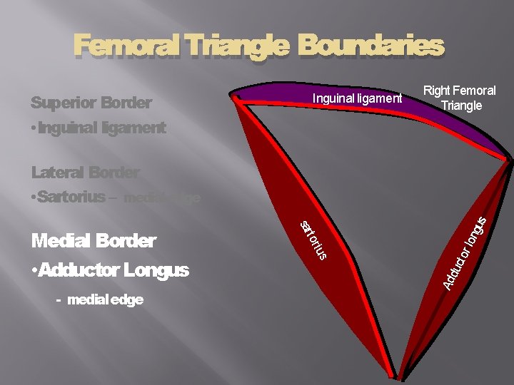 Femoral Triangle Boundaries Superior Border • Inguinal ligament Right Femoral Triangle Ad duc t