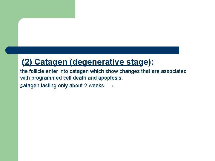 (2) Catagen (degenerative stage): the follicle enter into catagen which show changes that are