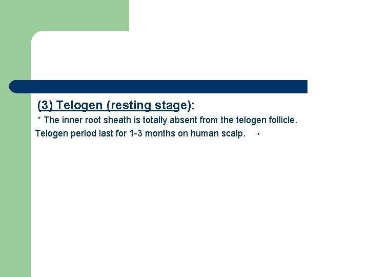 (3) Telogen (resting stage): * The inner root sheath is totally absent from the