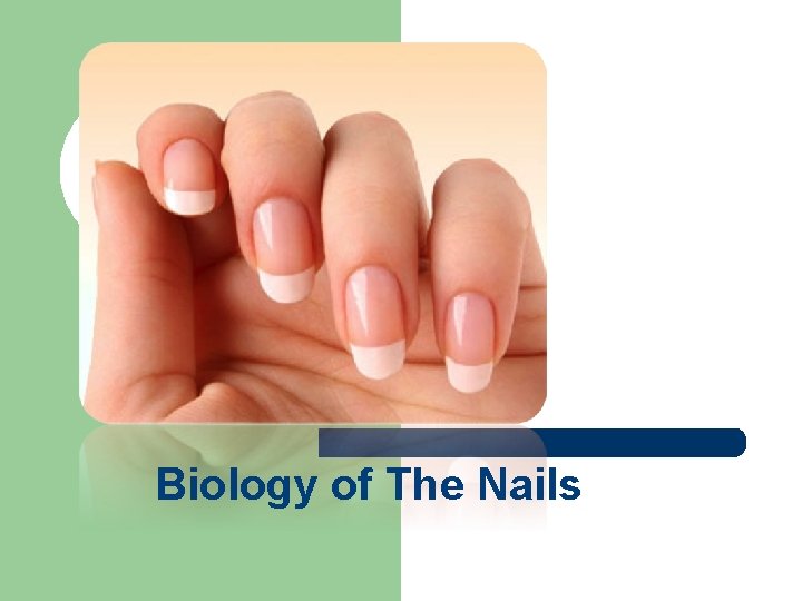 Biology of The Nails 