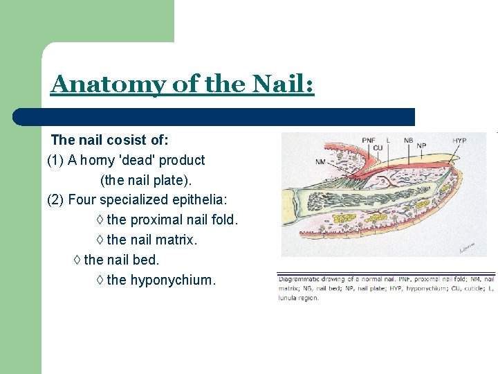 Anatomy of the Nail: The nail cosist of: (1) A horny 'dead' product (the