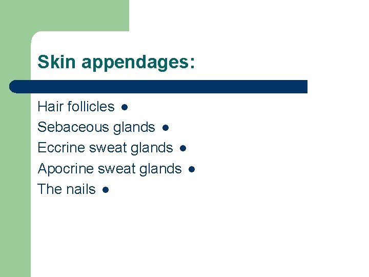 Skin appendages: Hair follicles l Sebaceous glands l Eccrine sweat glands l Apocrine sweat