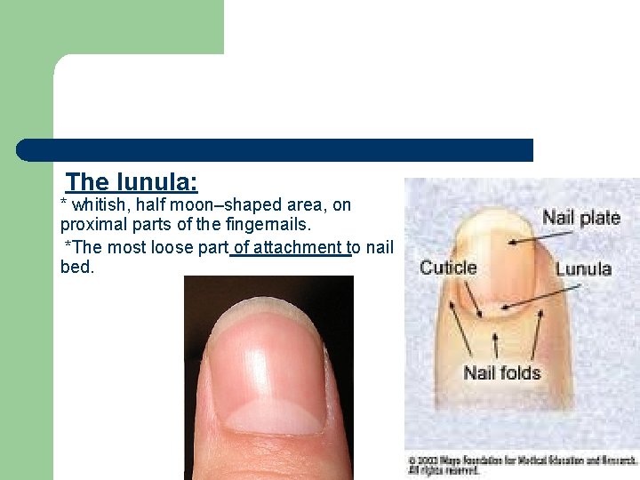 The lunula: * whitish, half moon–shaped area, on proximal parts of the fingernails. *The