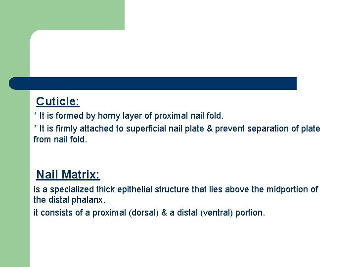 Cuticle: * It is formed by horny layer of proximal nail fold. * It