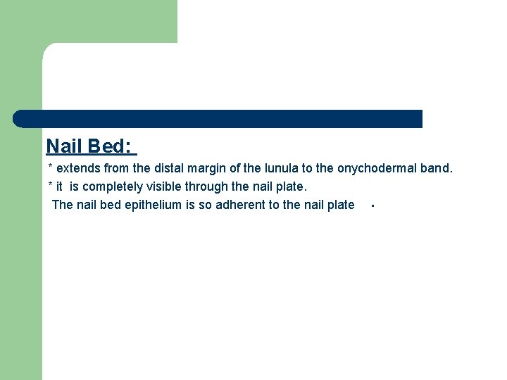 Nail Bed: * extends from the distal margin of the lunula to the onychodermal