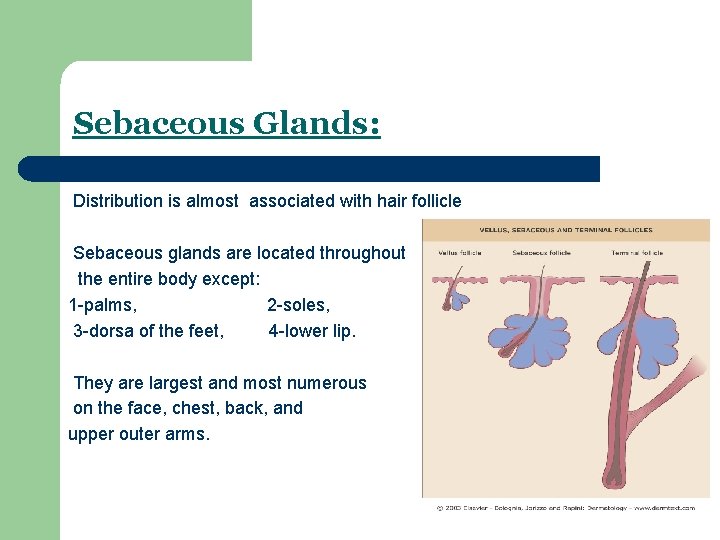 Sebaceous Glands: Distribution is almost associated with hair follicle Sebaceous glands are located throughout