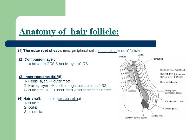 Anatomy of hair follicle: (1) The outer root sheath: most peripheral cellular compartments of